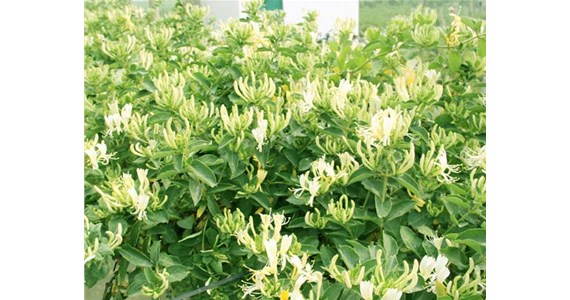 金銀花烘干機(jī)怎么使用才能烘干出上好的金銀花呢？